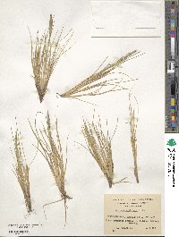 Festuca contracta image