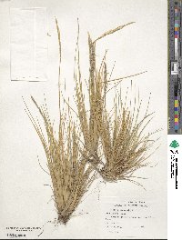 Festuca contracta image