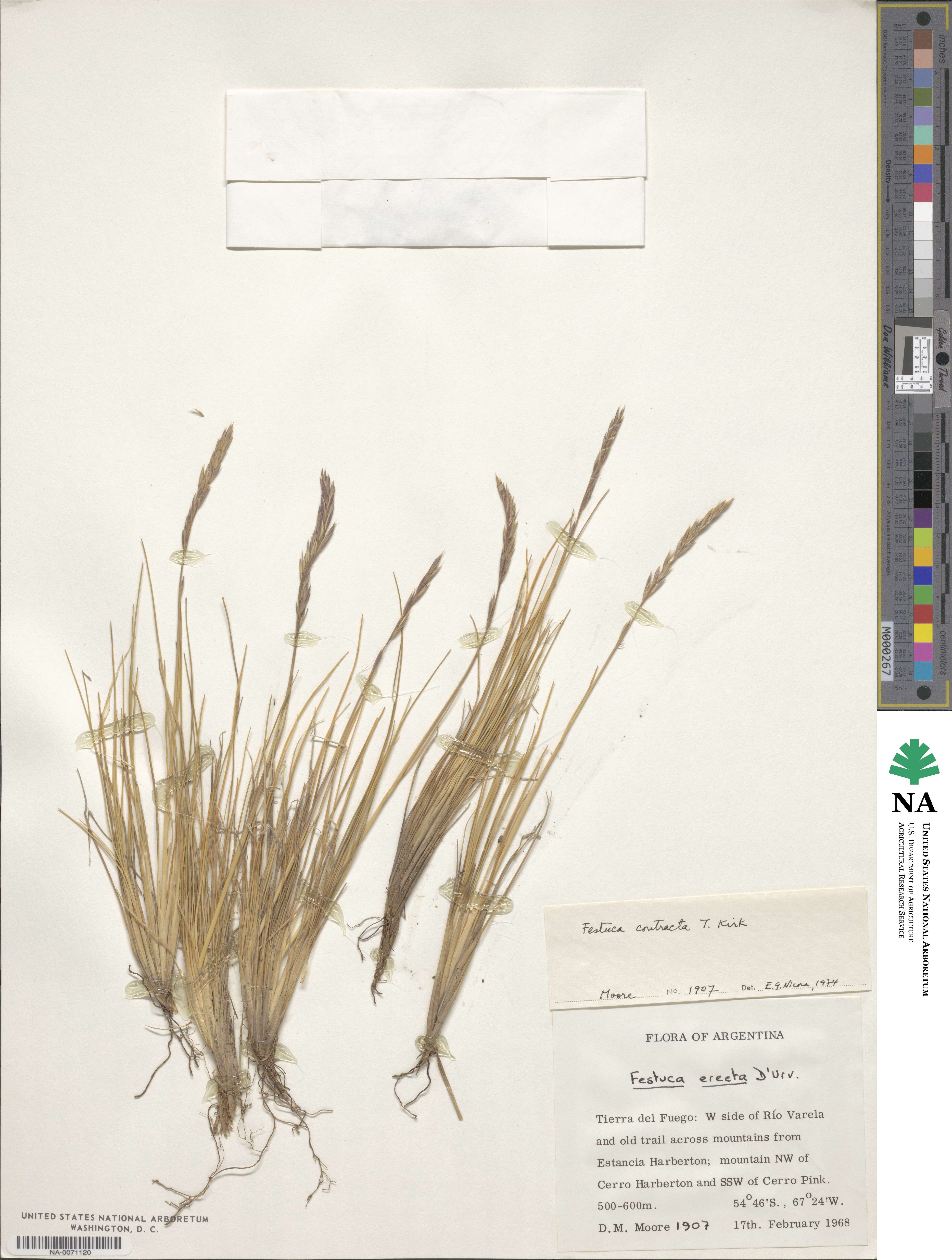 Festuca contracta image