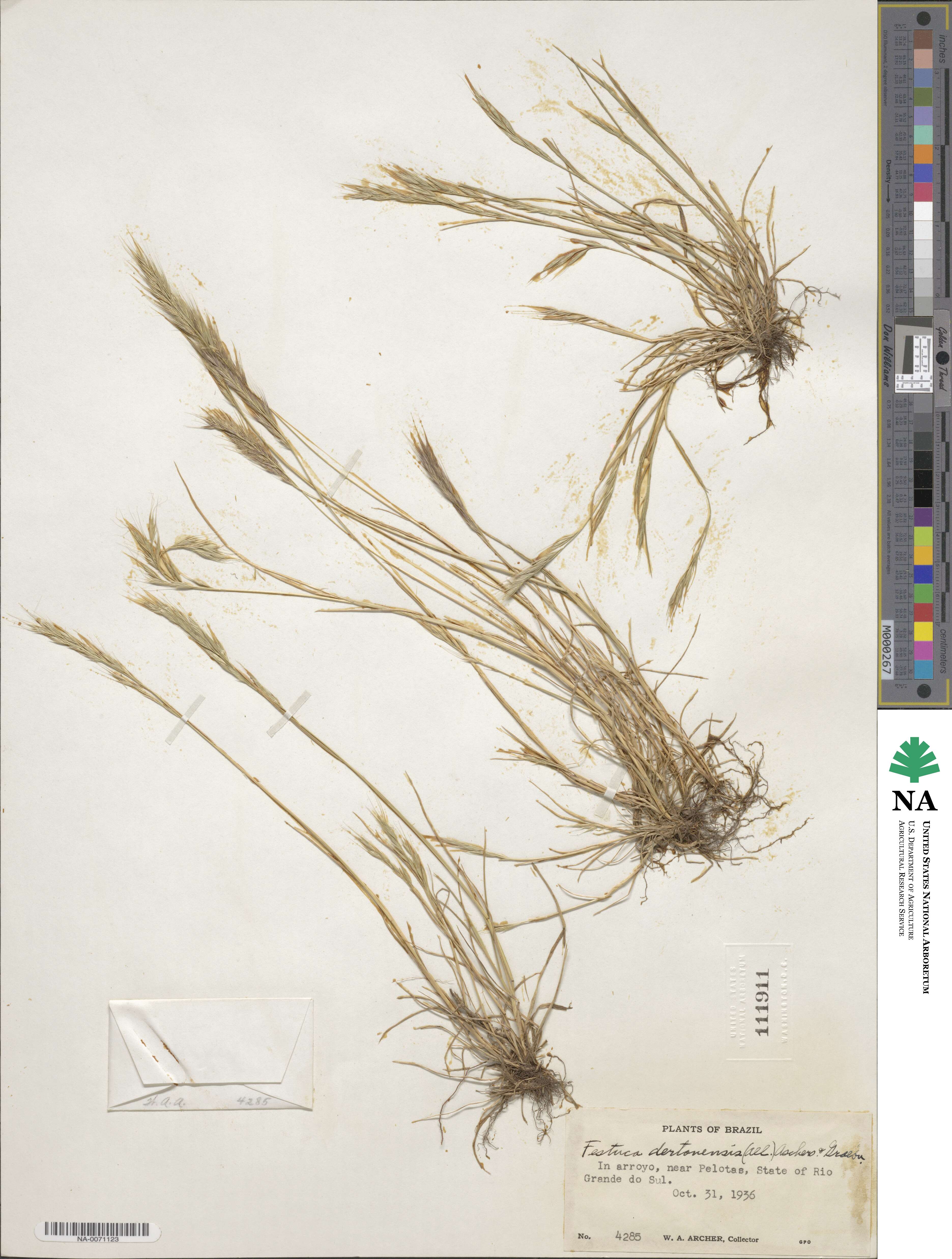 Festuca bromoides image