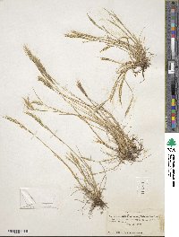 Festuca bromoides image