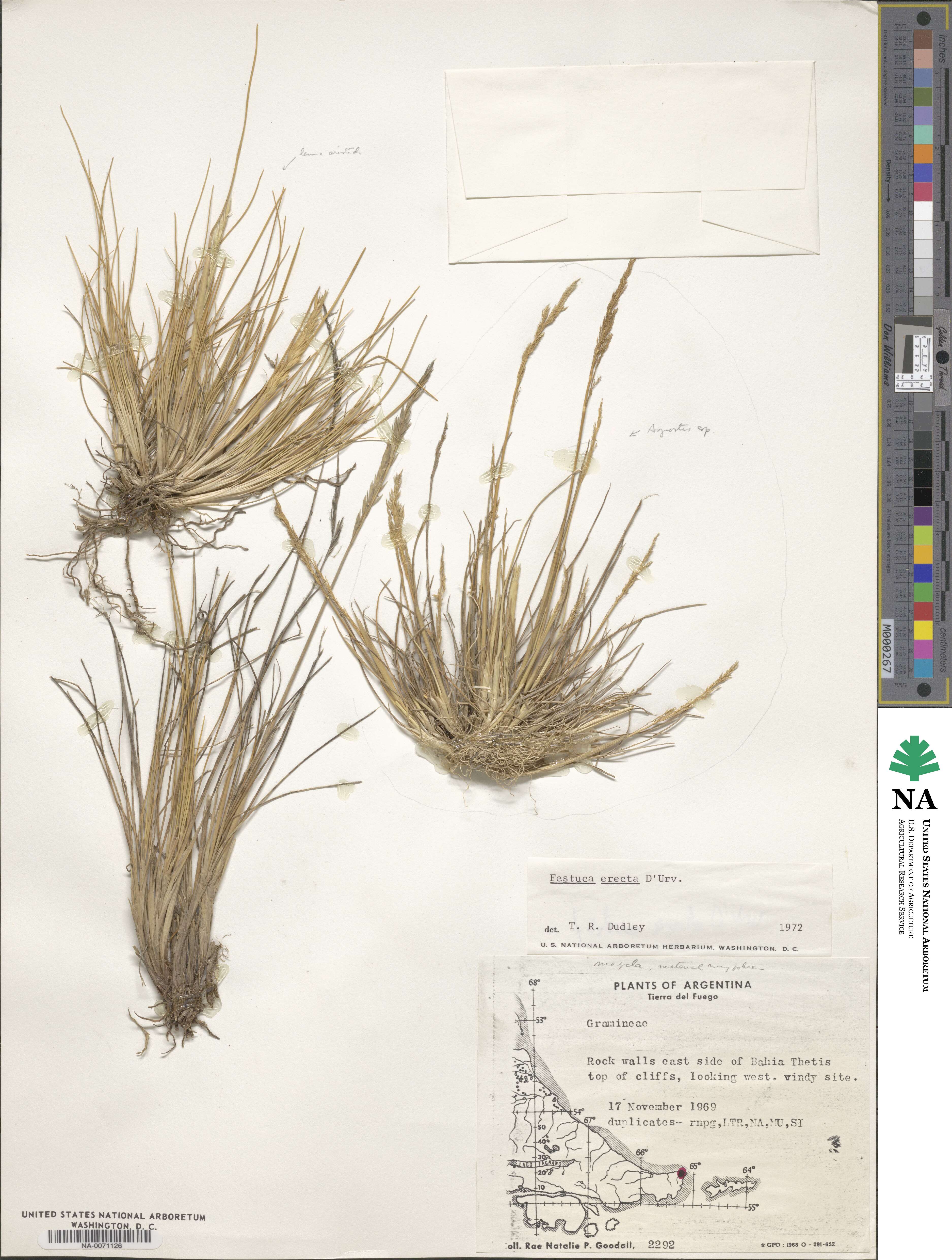 Festuca contracta image