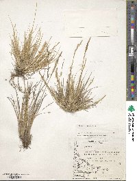 Festuca contracta image