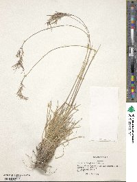 Poa alopecurus image