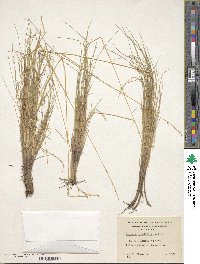 Festuca gracillima image