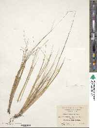 Festuca gracillima var. gracillima image