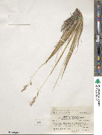 Festuca gracillima image