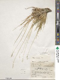 Festuca gracillima var. gracillima image