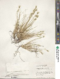 Festuca gracillima var. gracillima image