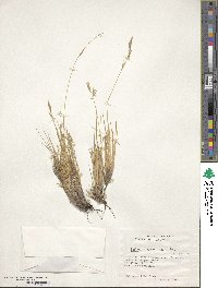 Festuca gracillima image