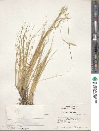 Festuca gracillima var. gracillima image