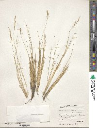 Festuca gracillima var. gracillima image