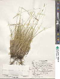 Festuca gracillima image