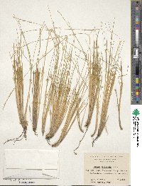 Festuca gracillima var. gracillima image