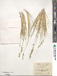 Festuca gracillima image