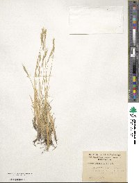 Festuca gracillima var. gracillima image