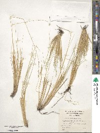 Festuca gracillima var. gracillima image