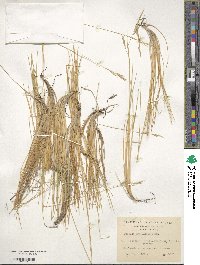 Festuca gracillima var. gracillima image