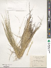 Festuca gracillima image