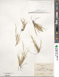 Festuca gracillima image