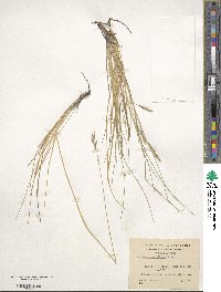 Festuca gracillima image