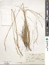 Festuca gracillima image