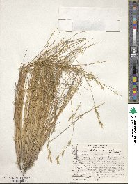 Festuca gracillima image