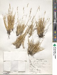 Festuca gracillima var. gracillima image