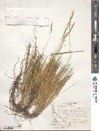 Festuca gracillima var. gracillima image