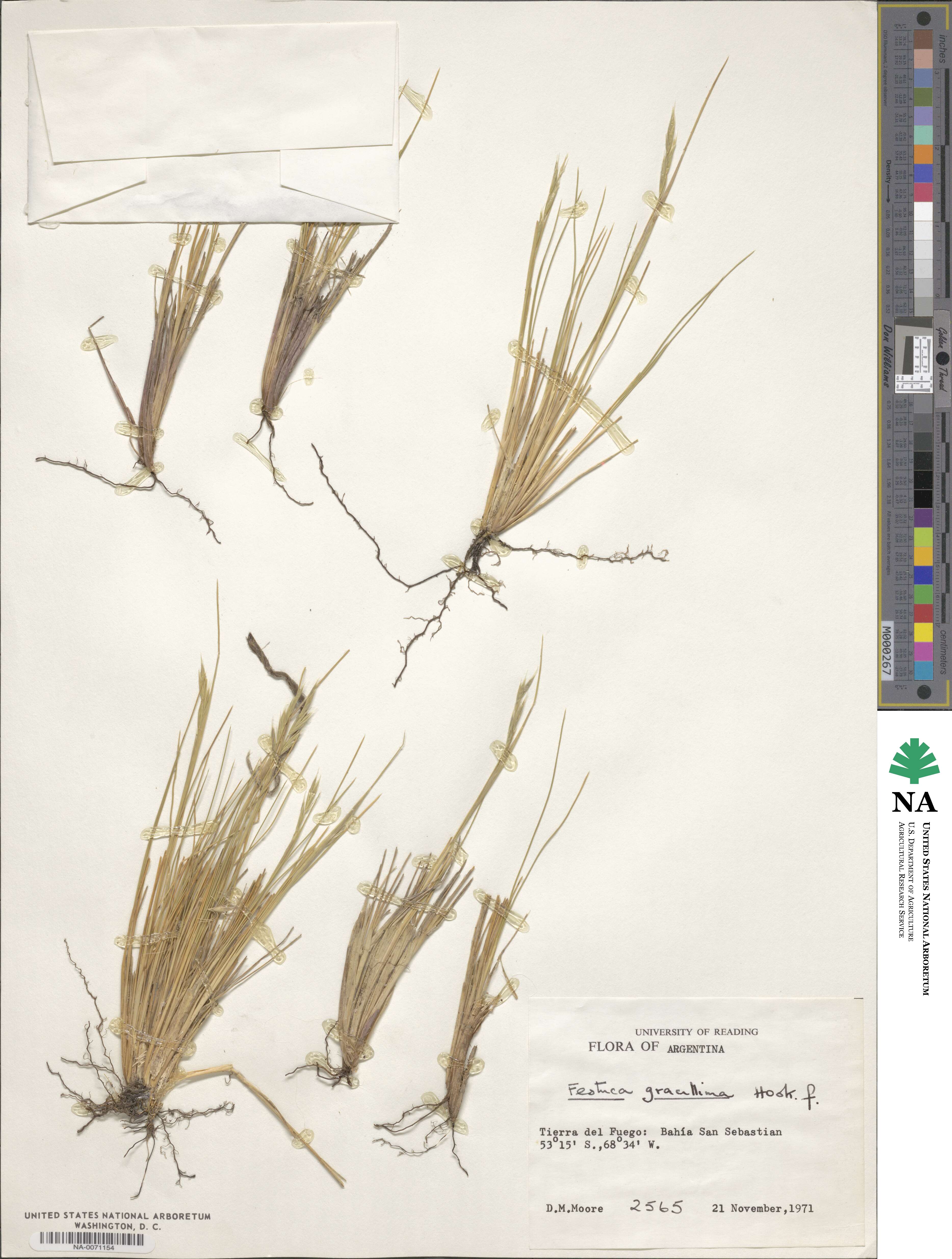 Festuca gracillima var. gracillima image