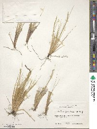 Festuca gracillima image