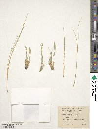 Festuca gracillima var. gracillima image