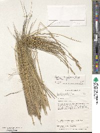 Festuca cirrosa image