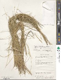 Festuca cirrosa image