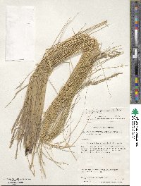 Festuca cirrosa image