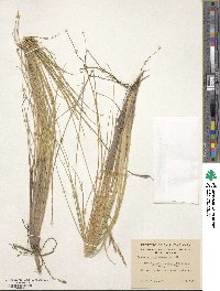 Festuca cirrosa image