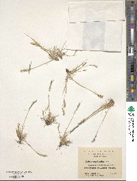 Festuca magellanica image