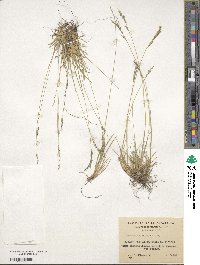 Festuca magellanica image