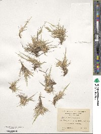 Festuca magellanica image