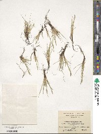 Festuca magellanica image