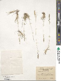 Festuca magellanica image