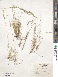 Festuca magellanica image