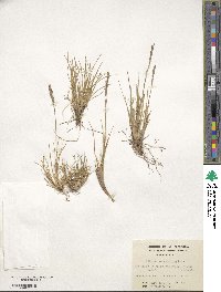 Festuca magellanica image