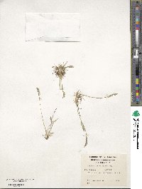 Festuca magellanica image