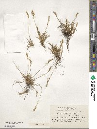 Festuca magellanica image