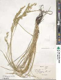 Festuca magellanica image