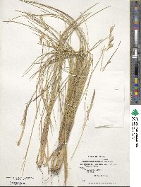 Festuca magellanica image