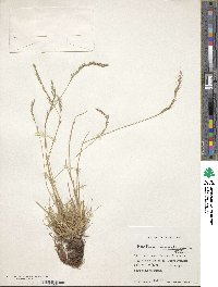 Festuca magellanica image