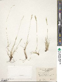 Festuca magellanica image