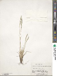 Festuca magellanica image